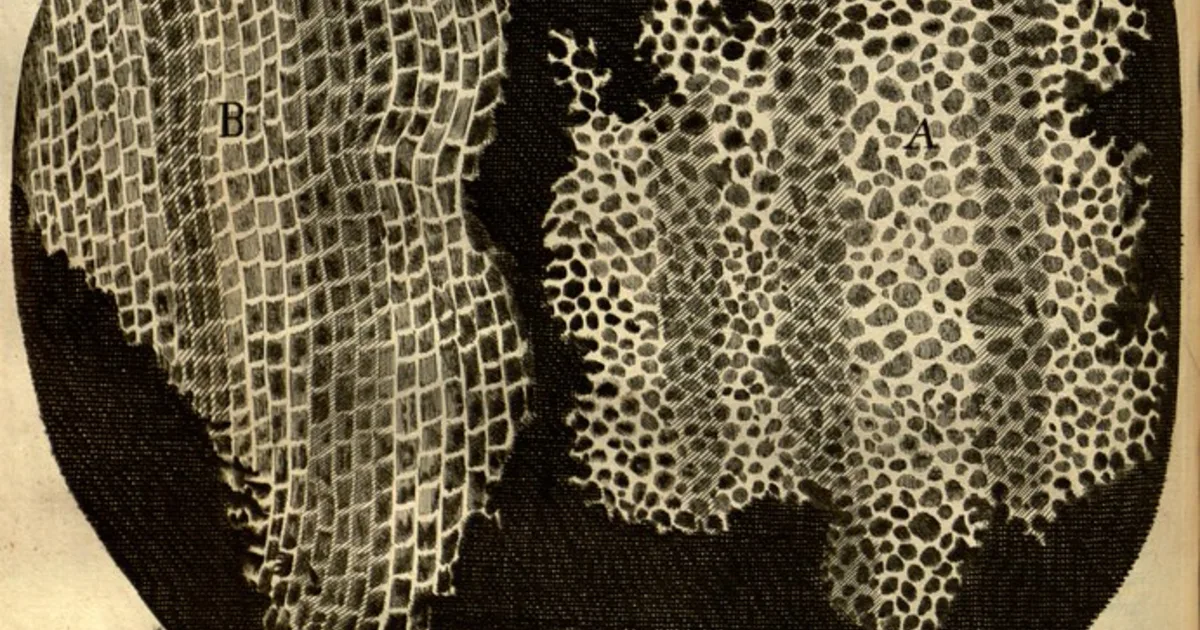 Cells viewed under a microscope, illustrating cell division.