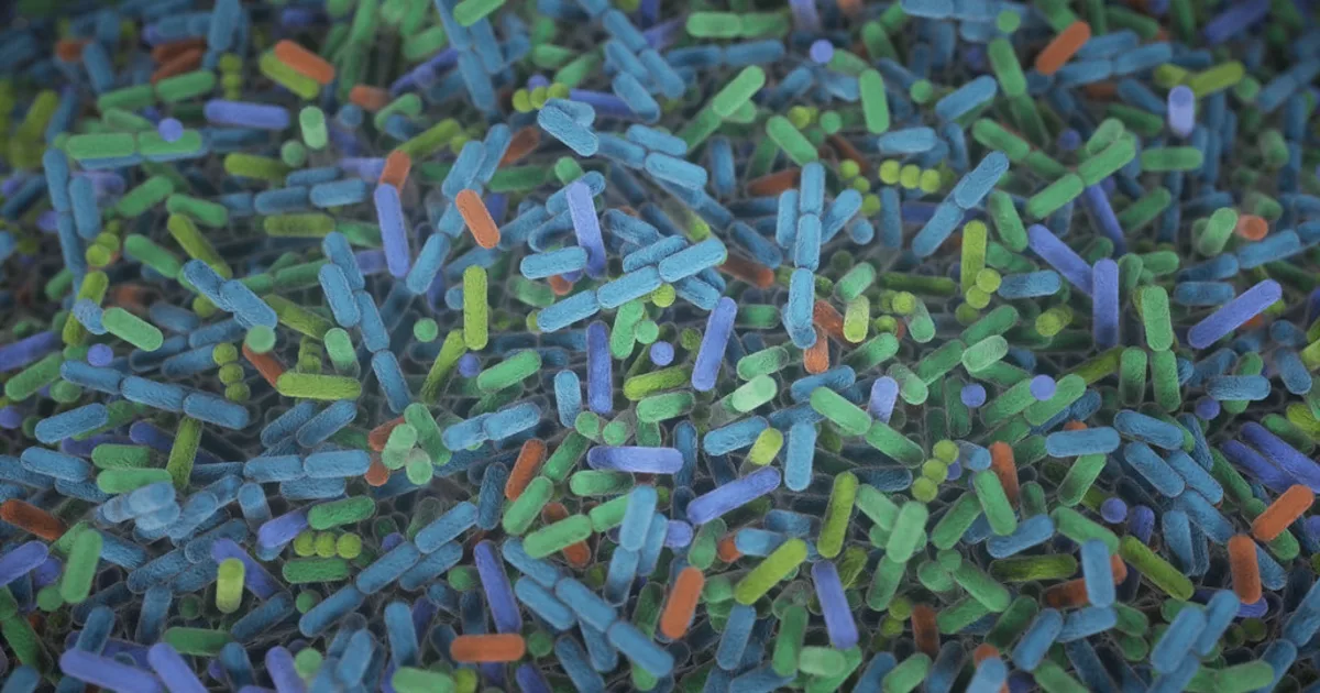 Bacteria of the gut microbiome.