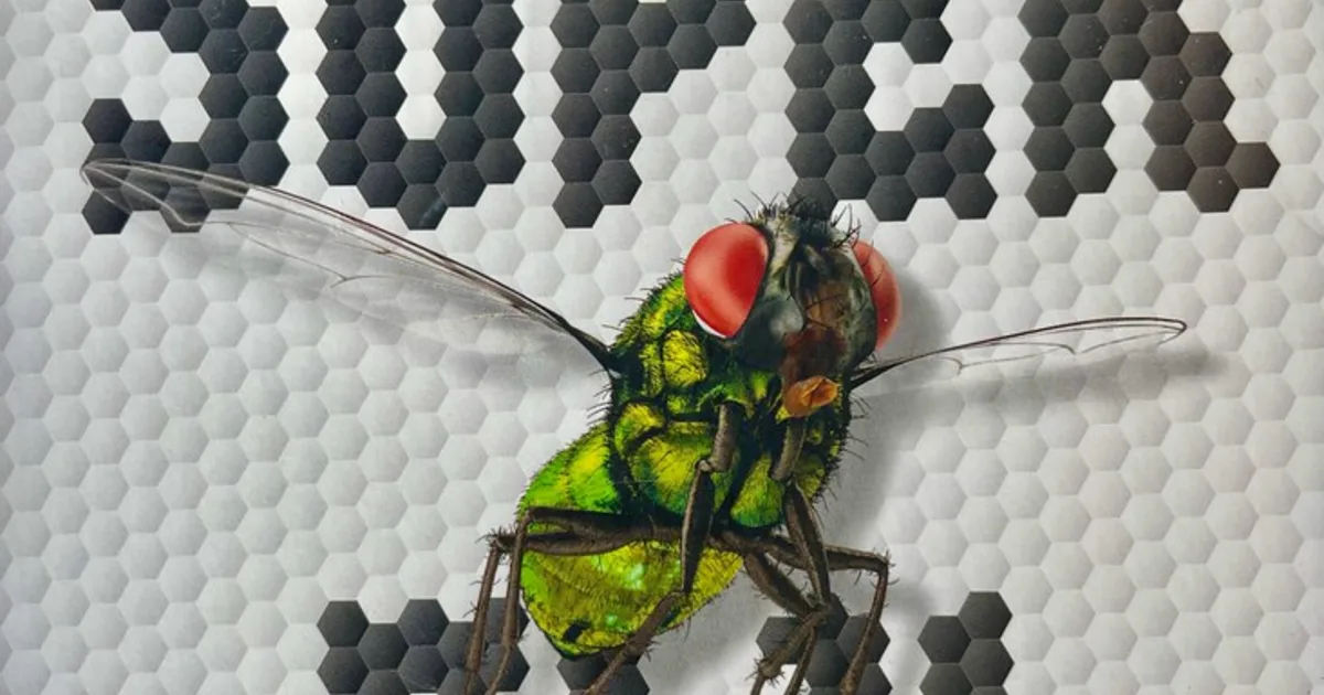 A close view of compound eyes, relating to how vision is processed.